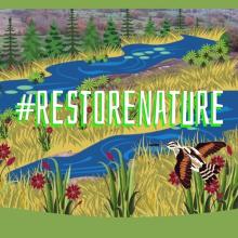 A Setback for Nature – Can the Nature Restoration Law Be Rescued?  