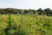 Paludiculture pilot site (Photo: Katrien Wijns)