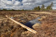 Restored bog in Poland. Photo: Tomasz Wilk