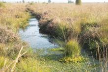 Fochteloerveen Copyright: Andries-de-la-Lande-Cremer